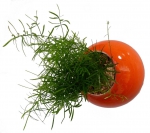 Flowerball Mandarine Nature