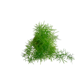 Asparagus-Springerii  