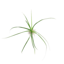 Beaucarnea  