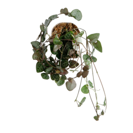 Ceropegia-Woodii  