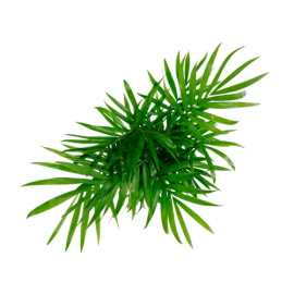 Chamaedorea  