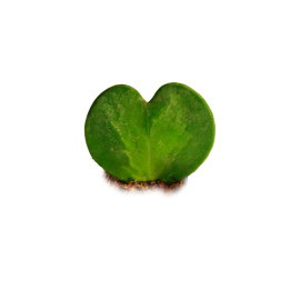Coeur Hoya Kerri  