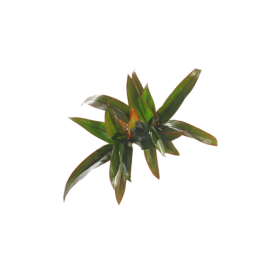 Cordiline-Fructicosa  