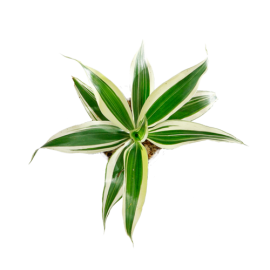 Dracaena-Sanderiana-Blanc  