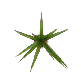 Dracaena-Marginata-Top-Vert  