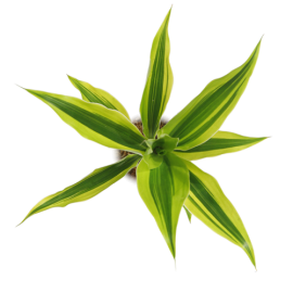 Dracaena-Sanderiana-Gold  