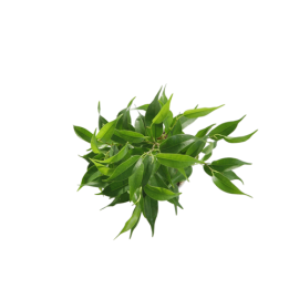 Ficus-Benjamina-Pandora  