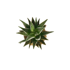Haworthia-Fasciata  
