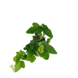 Hedera-Helix  