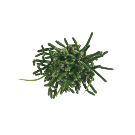 Rhipsalis-Bacheffea  