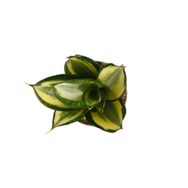 Sansevieria-Hanni-Jaune  