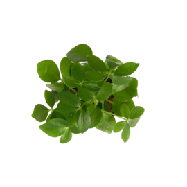 Schefflera-Arboricola  