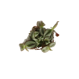 Tradescantia-Pink-Joy  