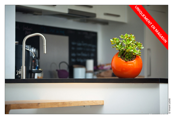 offre flowerbox noel 2012